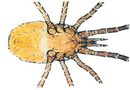 Poultry Mite