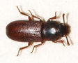 Rust Red Beetles & Confused Flour Beetles