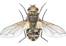 Cluster Fly