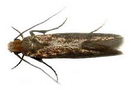 Common Clothes Moth