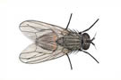 Common House Fly