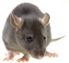 Common Rat