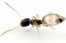 Ghost Ant