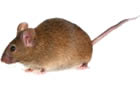 House Mouse