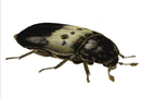 Larder Beetle