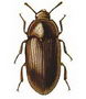 Lesser Mealworm Beetle