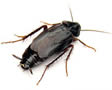 Oriental Cockroach