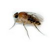 Phorid Fly