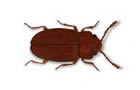 Plaster Beetle