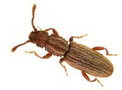 Saw Toothed Grain Beetle