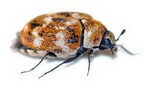 Varied Carpet Beetle