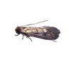 Case-Bearing Moth